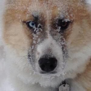 Meet your Posher, Imad